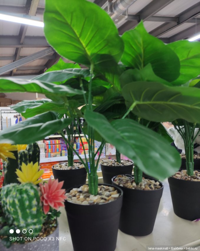 Прогулка в парк и Фикс- Прайс