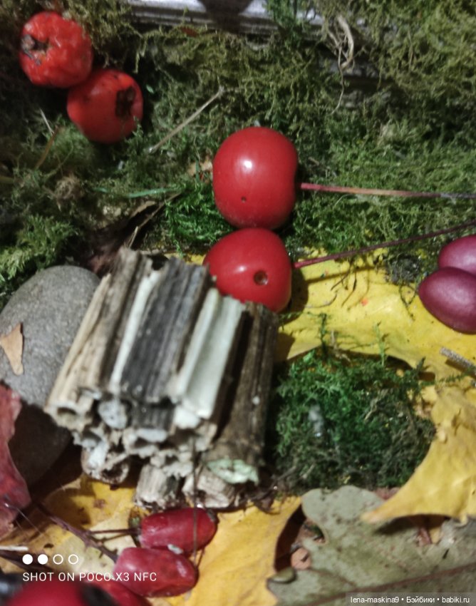 Осень- семейка ёжиков( заготовка на зиму)