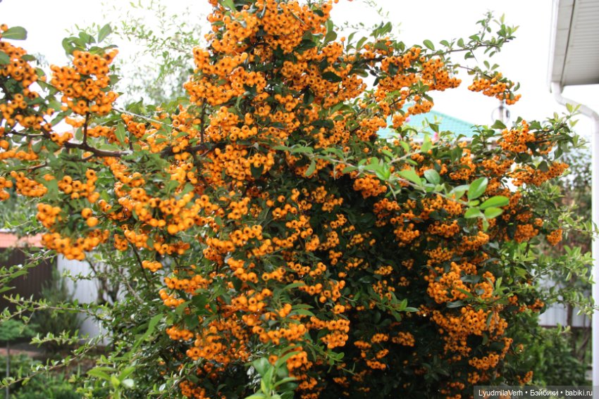 У нас по прежнему - осень (фото 8)