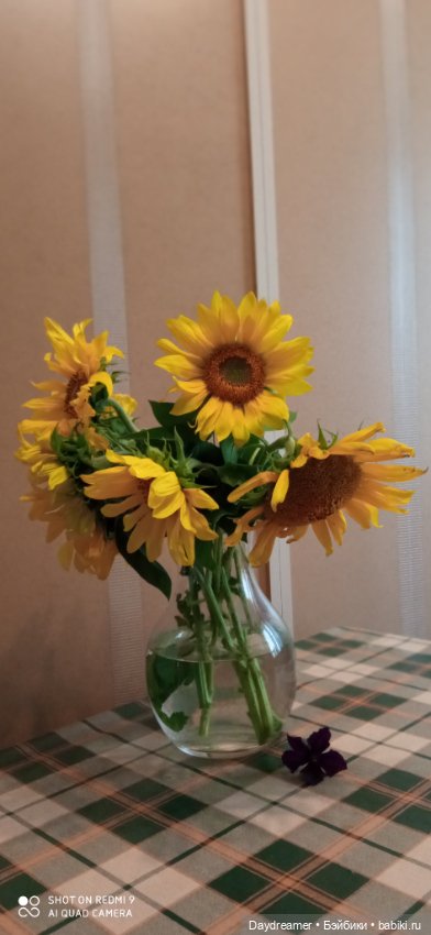 Подсолнухи. Или Солнечный Привет из августа 2021 года