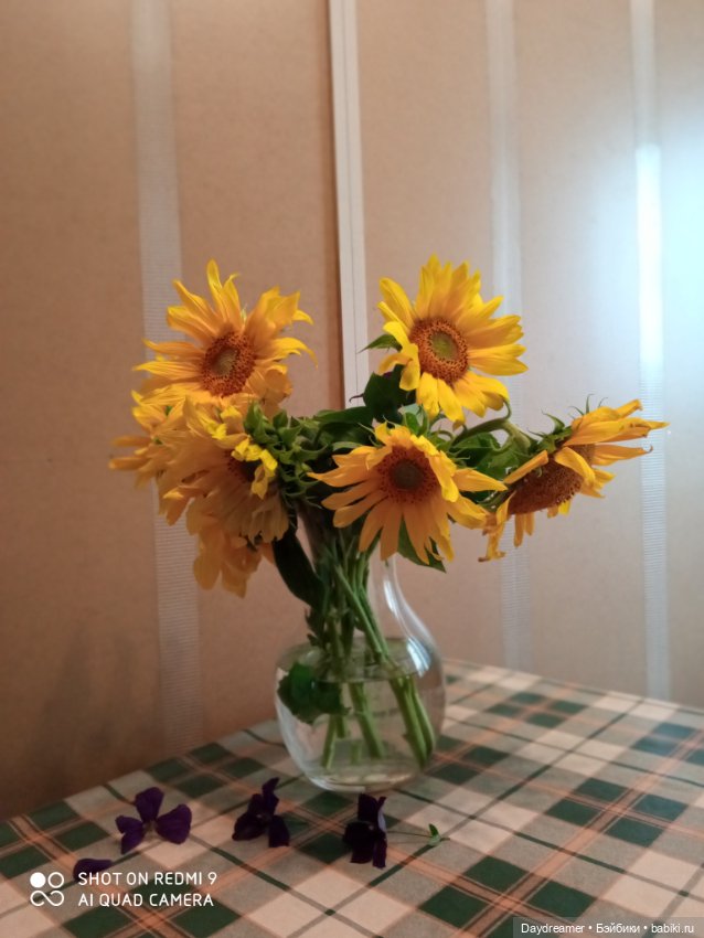Подсолнухи. Или Солнечный Привет из августа 2021 года (фото 5)