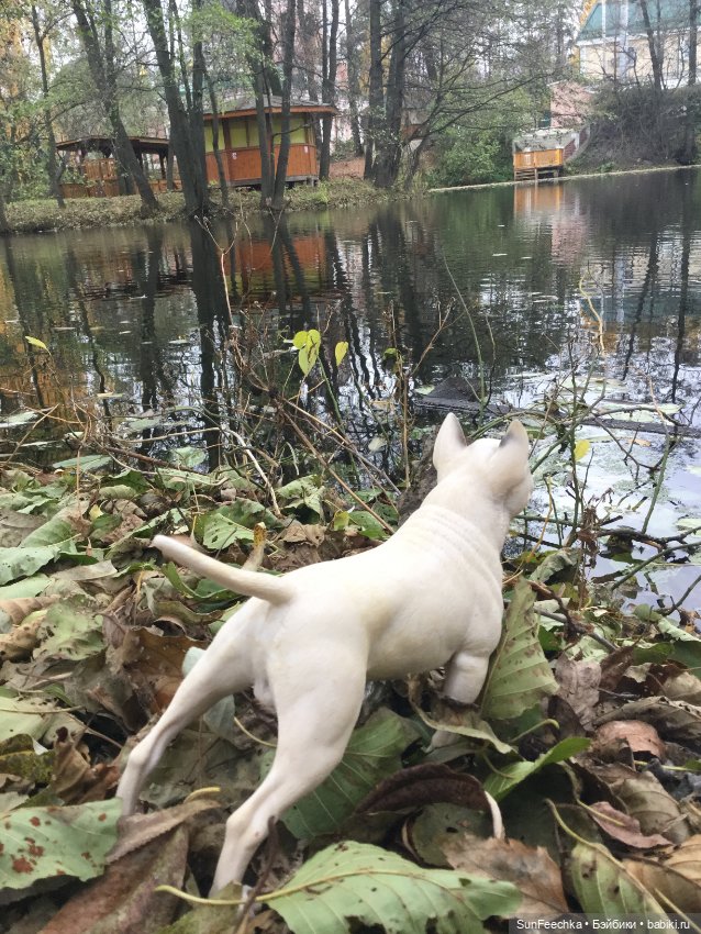 Матвей Сергеевич на прогулке с Сенсеем