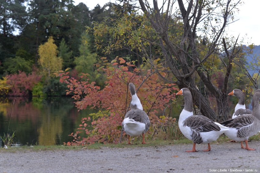 Плачет золотом листьев осень. Куколка Дианы Эффнер (фото 3)