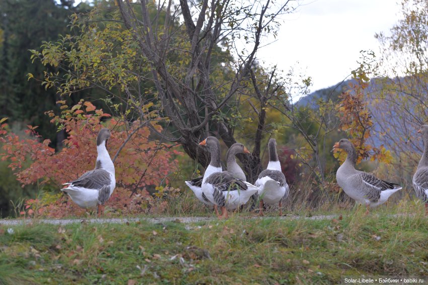 Плачет золотом листьев осень. Куколка Дианы Эффнер (фото 2)