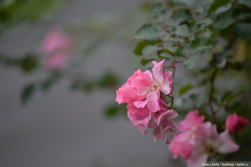 Плачет золотом листьев осень. Куколка Дианы Эффнер