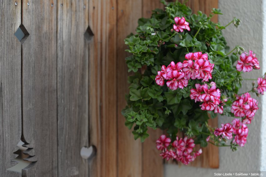 Плачет золотом листьев осень. Куколка Дианы Эффнер