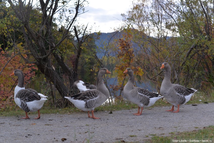 Плачет золотом листьев осень. Куколка Дианы Эффнер (фото 4)