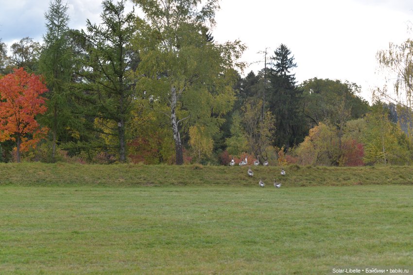Плачет золотом листьев осень. Куколка Дианы Эффнер