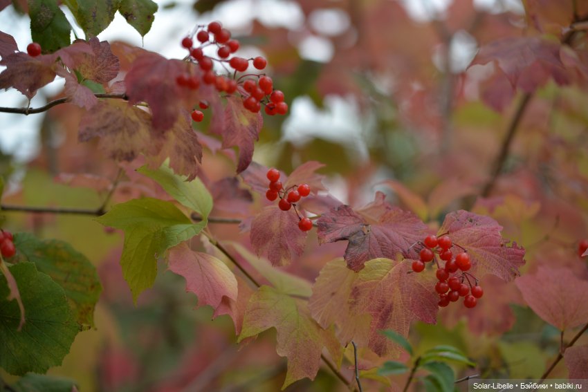 Плачет золотом листьев осень. Куколка Дианы Эффнер