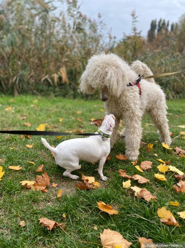 Осеннее настроение — Куклы и тела Obitsu (Обитсу): 1/6