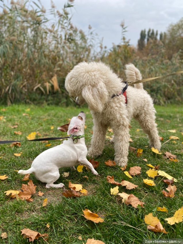 Осеннее настроение — Куклы и тела Obitsu (Обитсу): 1/6