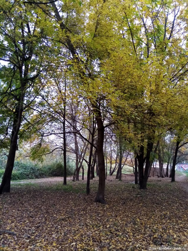 Осеннее настроение — Куклы и тела Obitsu (Обитсу): 1/6