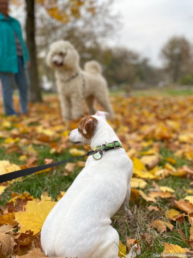 Осеннее настроение — Куклы и тела Obitsu (Обитсу): 1/6