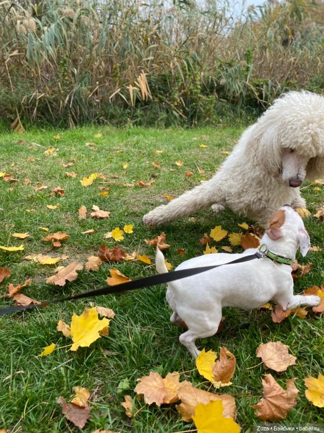 Осеннее настроение — Куклы и тела Obitsu (Обитсу): 1/6