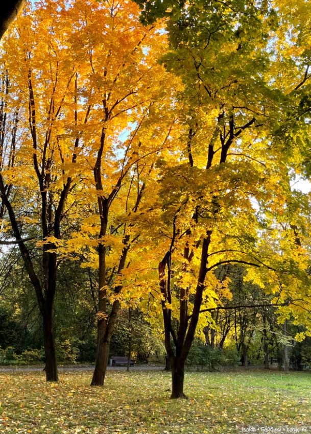 Птички и Наби с Сайей на прогулках этой осенью (фото 7)