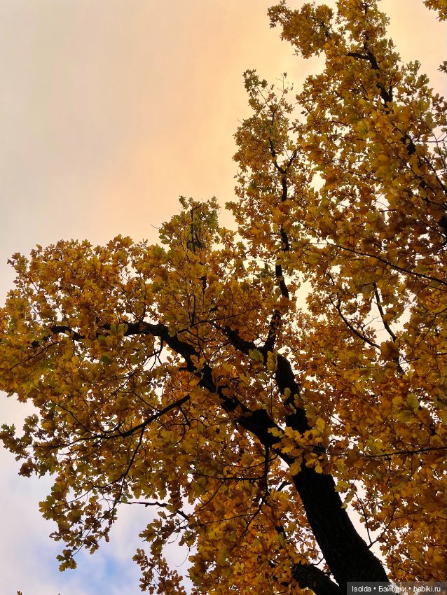 Птички и Наби с Сайей на прогулках этой осенью