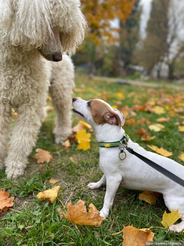 Осеннее настроение — Куклы и тела Obitsu (Обитсу): 1/6