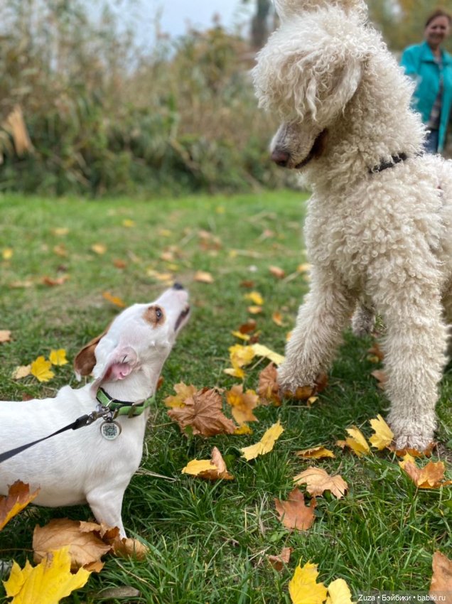 Осеннее настроение — Куклы и тела Obitsu (Обитсу): 1/6