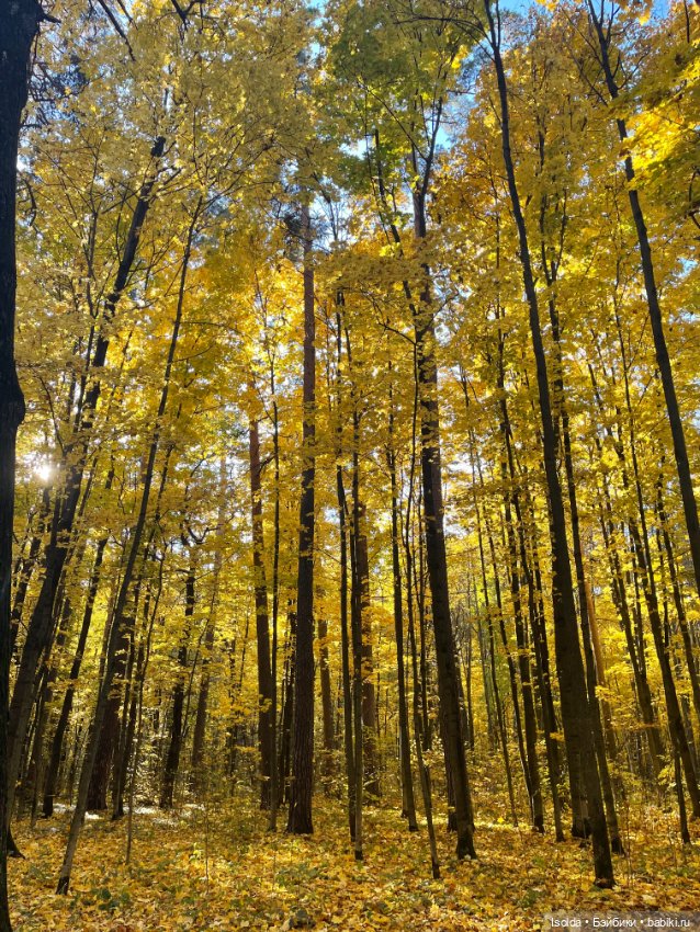 Птички и Наби с Сайей на прогулках этой осенью