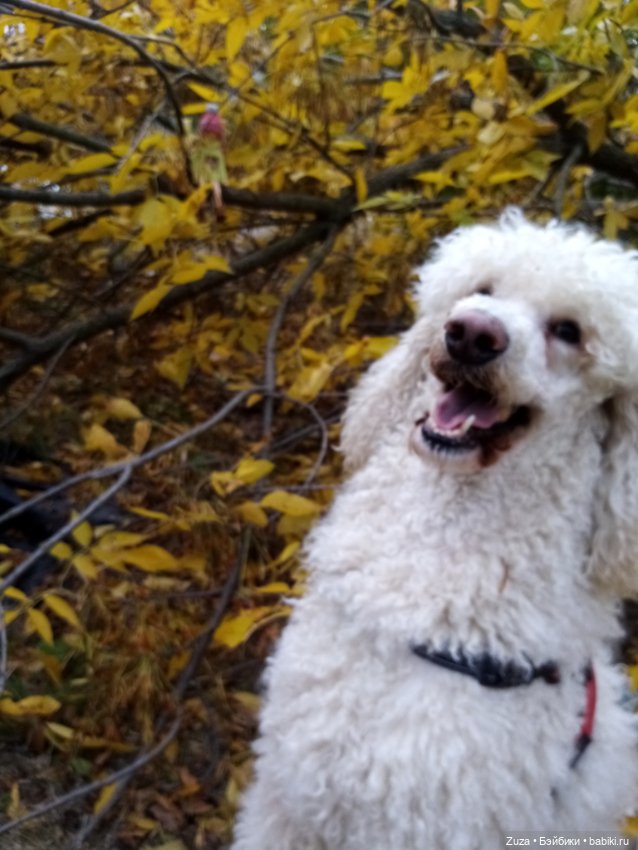 Осеннее настроение — Куклы и тела Obitsu (Обитсу): 1/6 (фото 4)