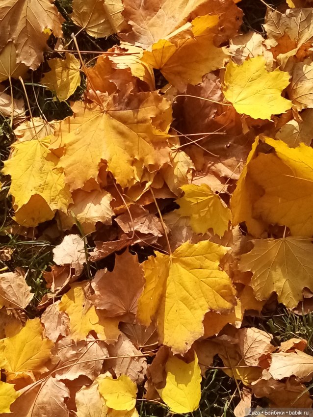 Осеннее настроение — Куклы и тела Obitsu (Обитсу): 1/6 (фото 2)