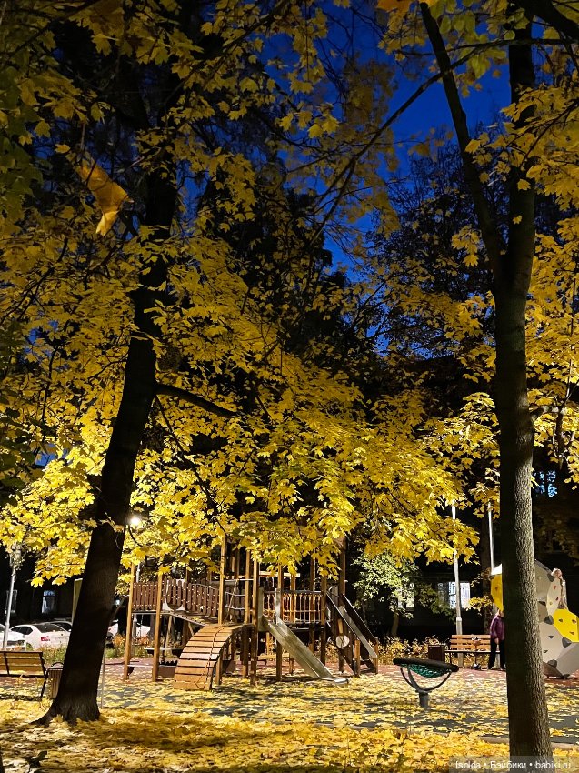 Птички и Наби с Сайей на прогулках этой осенью