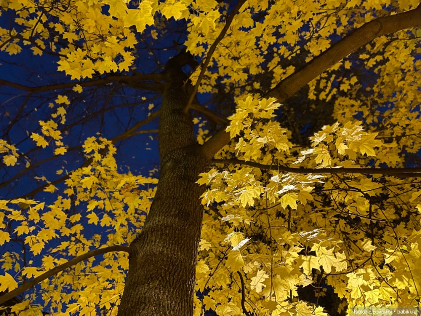 Птички и Наби с Сайей на прогулках этой осенью