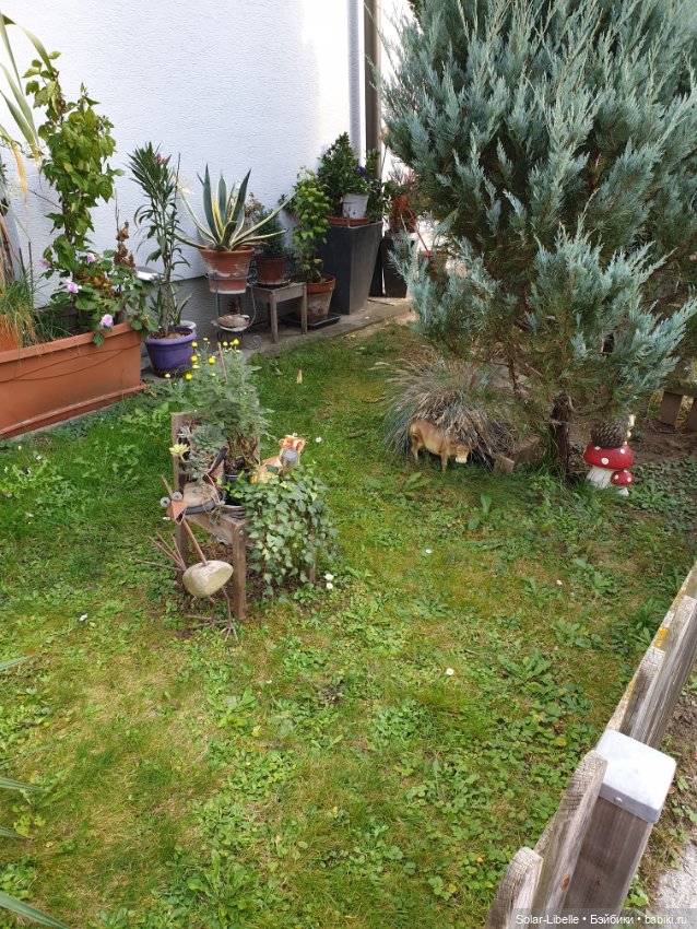 Просто осенний день. Куколка Ruby Red