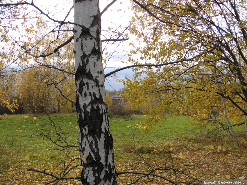 Moxie Teenz и осень — Куклы Bratz (Братц) и Moxie Girlz: MGA (фото 4)