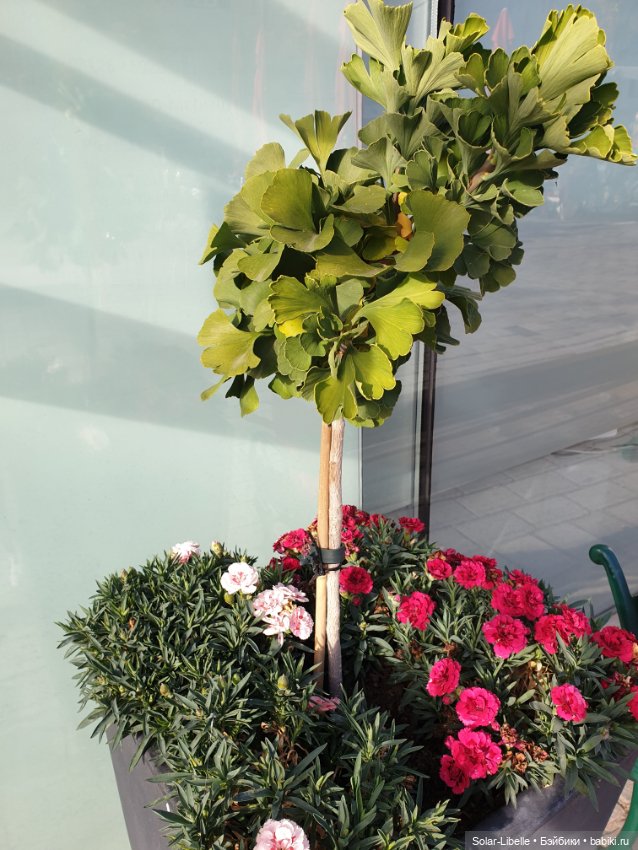 Просто осенний день. Куколка Ruby Red