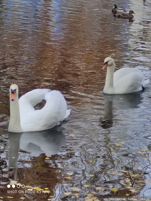 Ксения, парк, лебеди, осень