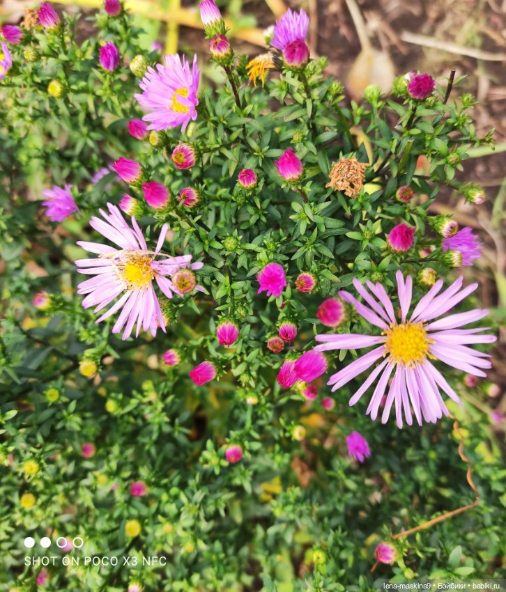 Ксения, парк, лебеди, осень