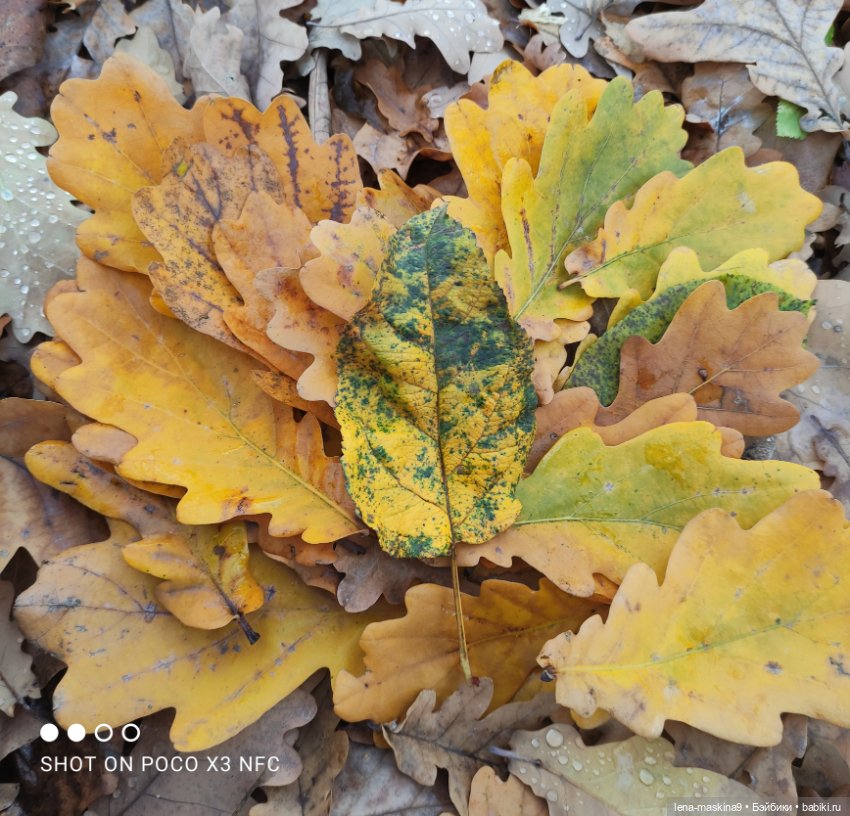 Ксения, парк, лебеди, осень