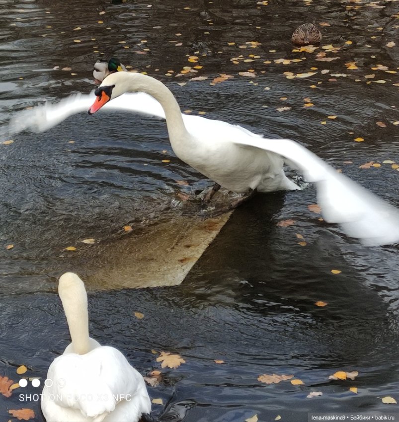 Ксения, парк, лебеди, осень (фото 3)