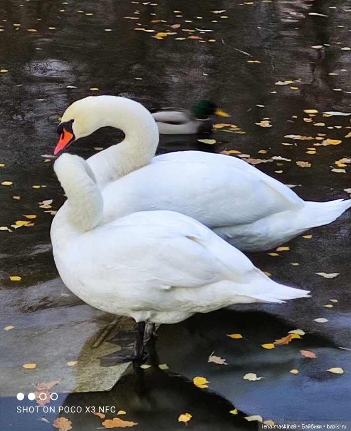 Ксения, парк, лебеди, осень (фото 2)