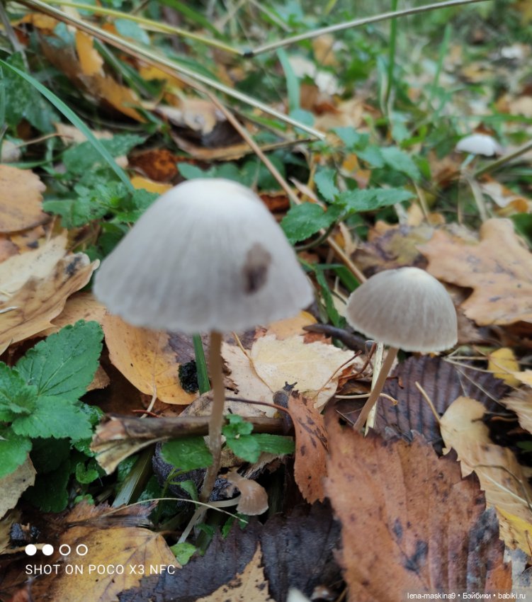 Ксения, парк, лебеди, осень