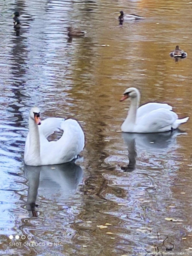 Ксения, парк, лебеди, осень