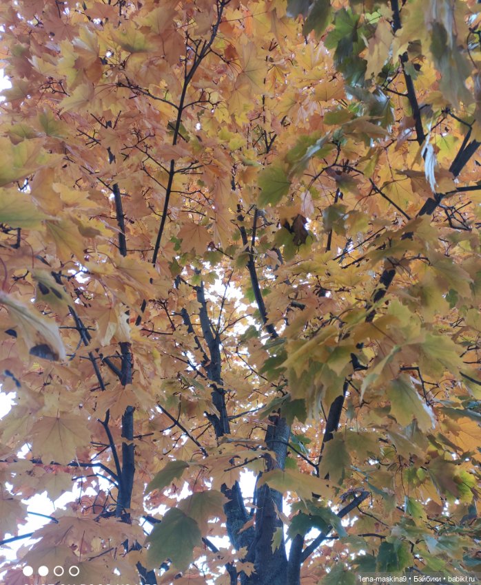 Ксения, парк, лебеди, осень