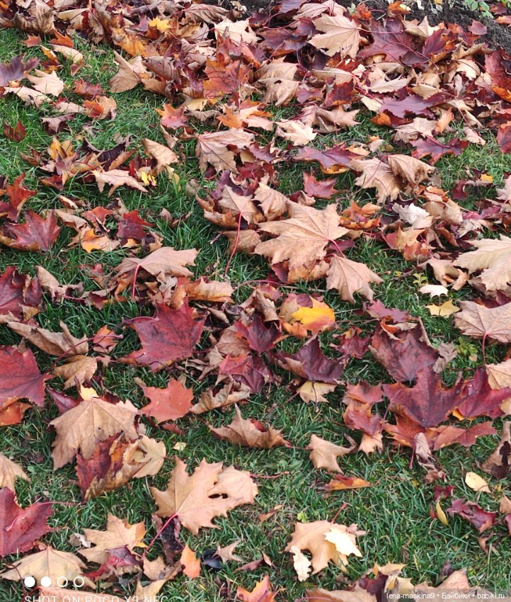 Ксения, парк, лебеди, осень