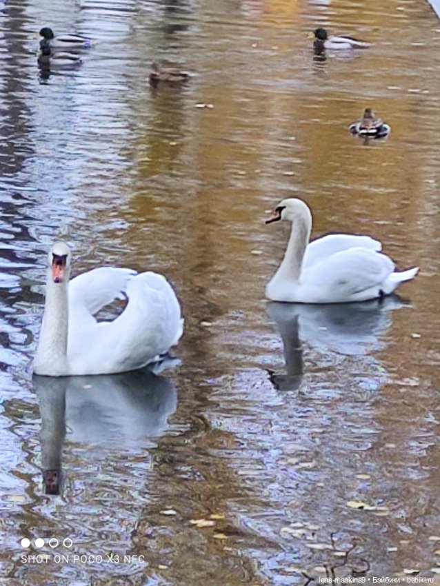 Ксения, парк, лебеди, осень