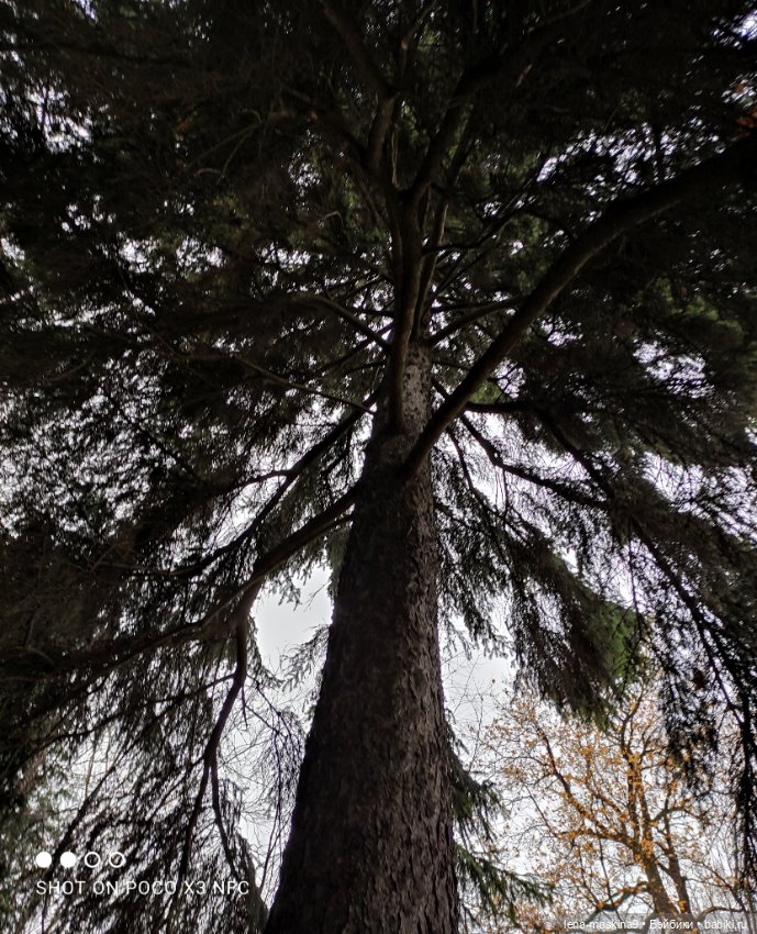 Ксения, парк, лебеди, осень