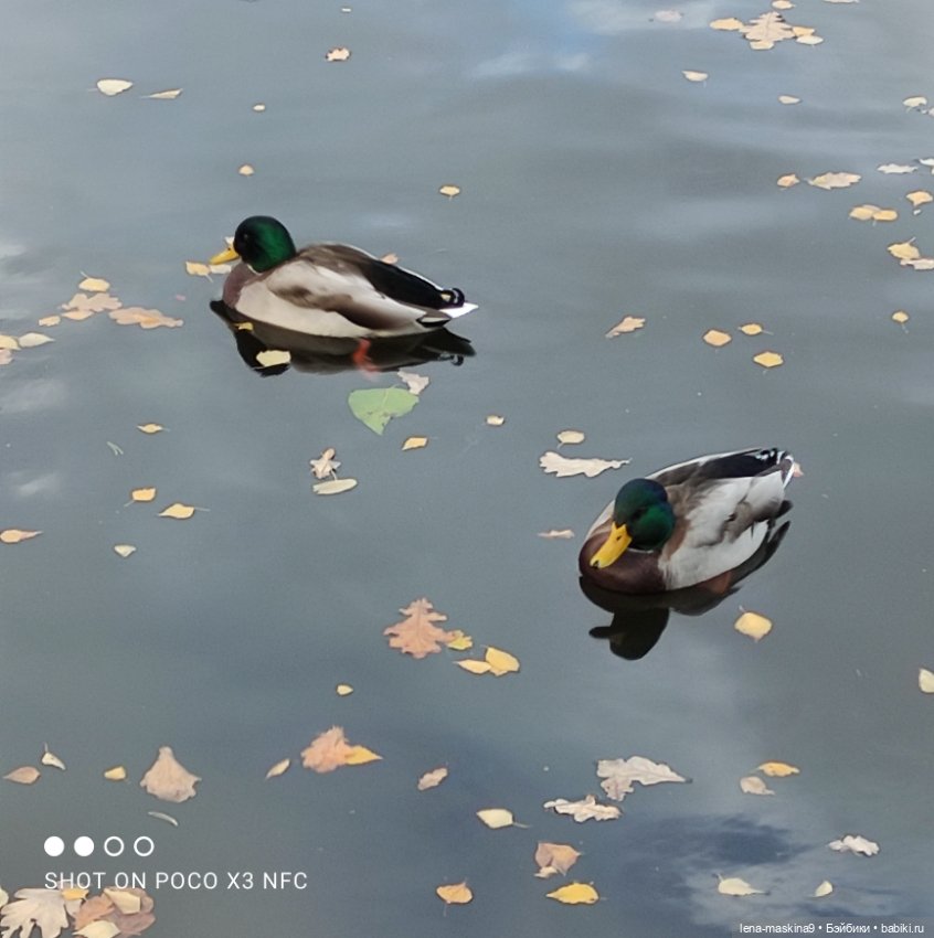 Ксения, парк, лебеди, осень