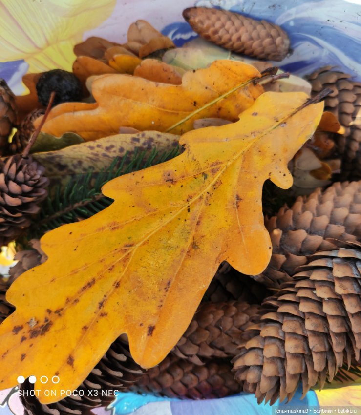 Ксения, парк, лебеди, осень