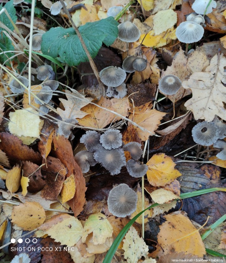 Ксения, парк, лебеди, осень