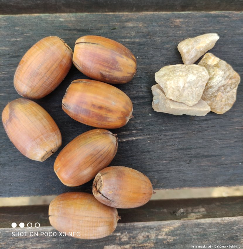 Ксения, парк, лебеди, осень