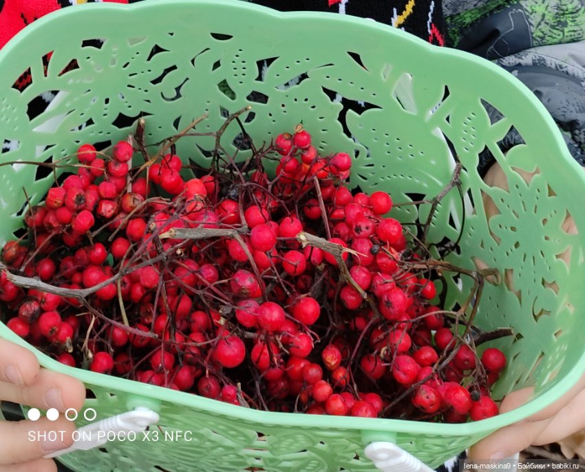 Ксения, парк, лебеди, осень
