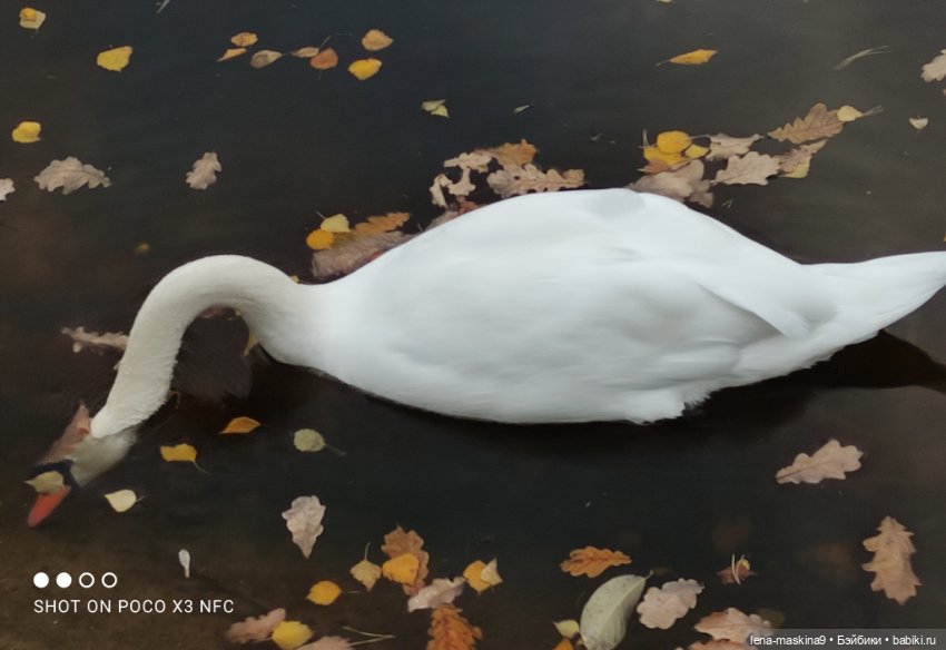 Ксения, парк, лебеди, осень (фото 7)