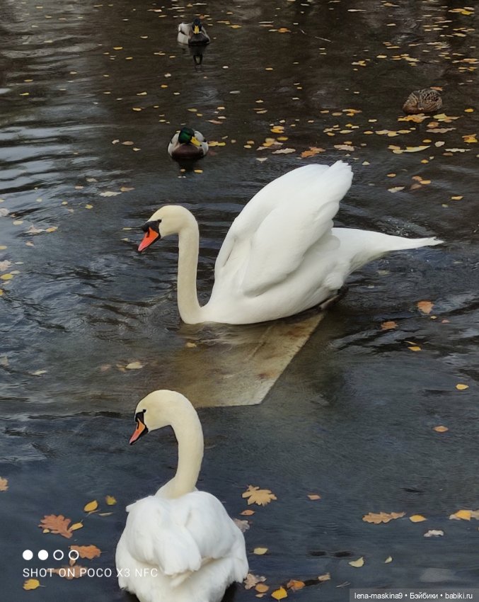 Ксения, парк, лебеди, осень (фото 4)