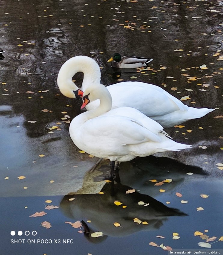 Ксения, парк, лебеди, осень