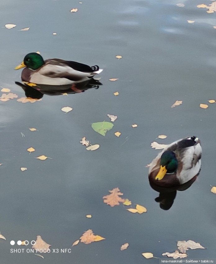 Ксения, парк, лебеди, осень